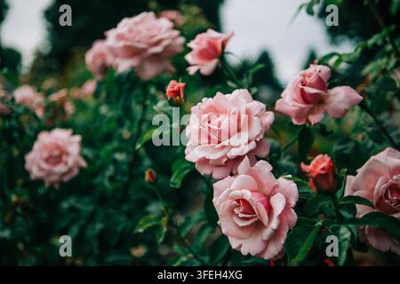 Üppige rosa Gartenrosen blühen im Freien Stockfoto