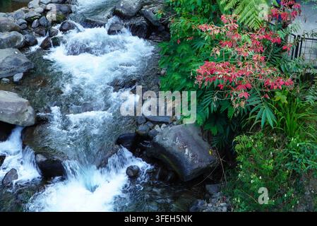 Raschendes Wasser stürzt über glatte Steine. Rote Blätter leuchten neben smaragdgrünen Farnen. Sanfter Bach schneidet sich durch moosige Felsen. Die stille Energie der Natur fließt. Stockfoto