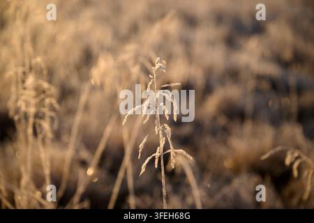 Frostiger Pflanzenstängel, der im goldenen Morgenlicht glüht Stockfoto