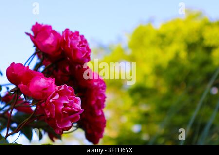 Lebendige magentafarbene Rosen blühen in einem sonnigen Garten Stockfoto