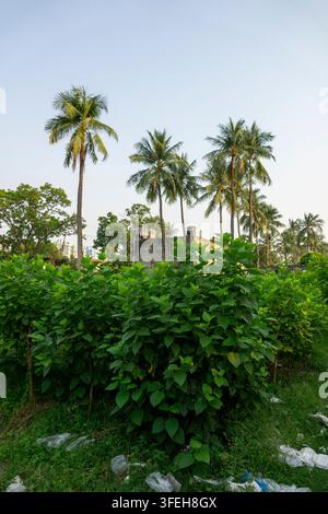 Weiße Maulbeerbüsche, die auf einem Feld mit Kokospalmen im Hintergrund wachsen, Dhaka Division, Dhaka, Bangladesch Stockfoto