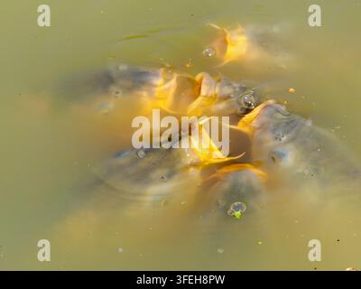 Gruppe von Karpfen, die an der Wasseroberfläche eines Teiches fressen und Mäuler sowie Blasen zeigen Stockfoto
