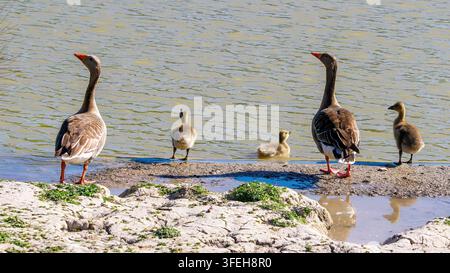Graugänse am Ufer stehend, Eltern passen auf ihre jungen Gänse auf, eine schwimmt Stockfoto