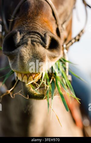 Nahaufnahme eines Pferdes, das frisches grünes Gras im Sonnenlicht frisst Stockfoto