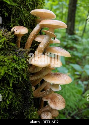 Nahaufnahme eines Büschels wilder Honigpilze, die auf einem moosbedeckten Baumstamm in einem üppigen grünen Wald wachsen. Detaillierte Ansicht von Pilzkappen, Stielen und Stockfoto