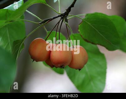 Holzapfel oder Holzapfel, Malus "Neville Copeman", Rosaceae. UK. Stockfoto