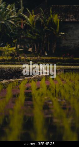 Weißer Reiher steht in Reisfeldern in Bali, Indonesien Stockfoto