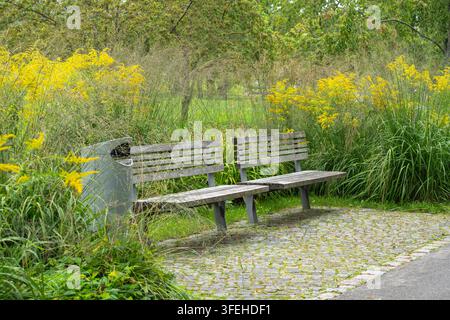 Eine verwitterte Holzbank steht neben einem Mülleimer auf einem Kopfsteinpflasterweg, flankiert von hohen blühenden Goldruten und Gräsern mit Bäumen im Hintergrund. Stockfoto