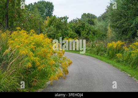 Ein gepflasterter Wanderweg schlängelt sich durch die Landschaft, begrenzt von dichten blühenden Goldrutenbüschen, hohem Gras und grünen Bäumen. Stockfoto
