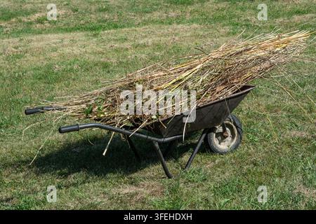 Alte Schubkarre gefüllt mit trockenen Pflanzenstängeln und Gartenabfällen während der saisonalen Aufräumarbeiten in einem ländlichen Hof. Stockfoto