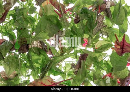 Arrangement aus Blattgemüse für Foodfotografie, mit lebendiger Rucola und Mangold, geschichtete Komposition, natürliche Farben, rote Akzente, Studiolicht Stockfoto