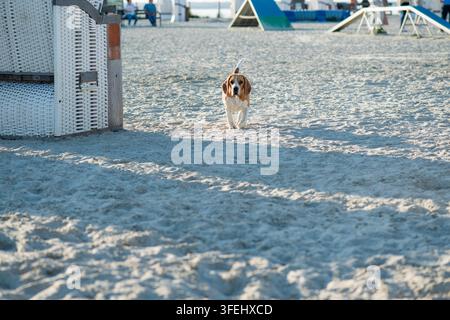 Beagle am Hunde-strand an der Nordsee in Norddeich Stockfoto