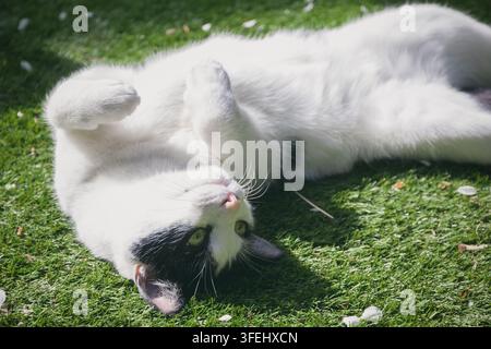 Kopfständig liegt eine schwarz-weiße Katze verspielt auf dem Gras und zeigt ihren Bauch Stockfoto