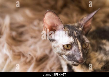 Porträt einer Cornish Rex Katze Stockfoto