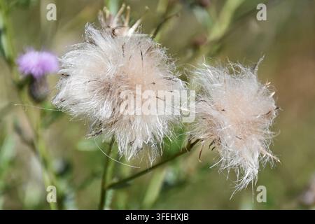 Samenköpfe der Wiesen-Karde (Cirsium arvense) Stockfoto