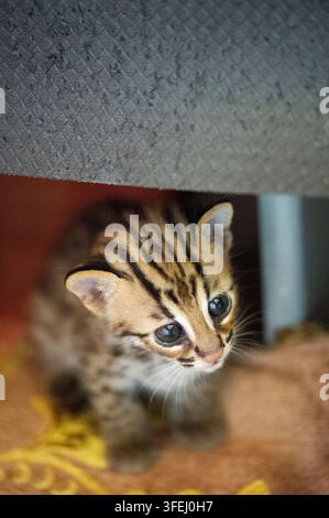 Neugieriges asiatisches Leopardenkätzchen Stockfoto