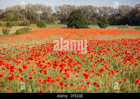 Mohnfeld in Brandenburg Stockfoto