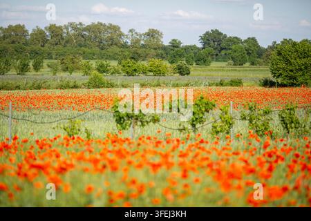 Mohnfeld in Brandenburg Stockfoto