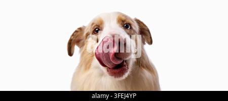 Vorderansicht eines Australian Shepherds, der sich mit gekräuselter Zunge die Nase leckt Stockfoto