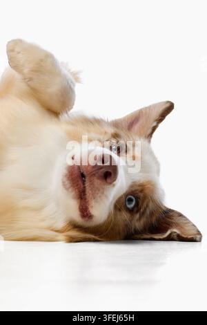 Australian Shepherd ruht seinen Kopf seitlich, während er auf weißem Boden liegt Stockfoto