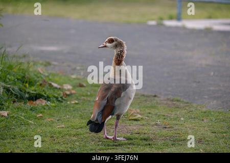 Ägyptische Gans steht wachsam auf grünem Gras in einem Park. Diese Wasservogelart zeigt ihr charakteristisches Gefieder und ihre Färbung Stockfoto