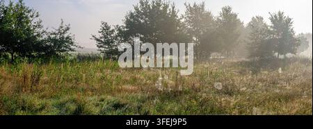 Panoramafoto einer wunderschönen nebligen Landschaft: ein nebliges Feld mit Gräsern und einem Spinnennetz während des Indianersommers, Lingen, Emsland, Deutschland Stockfoto