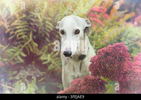 Spanischer Windhund zu Hause im Garten Stockfoto