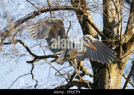 Ein Graureiher landet in den verworrenen Ästen eines großen Baumes. Seine Flügel sind weit ausgebreitet, seine Zehen klammern sich an den Ast und seine Schwanzfedern sind gefächert Stockfoto