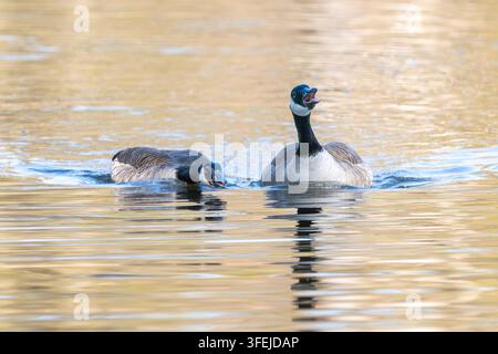 Zwei Kanadagänse zeigen Balzverhalten auf dem See. Das Paar schwimmt Seite an Seite und plaudert laut. Stockfoto