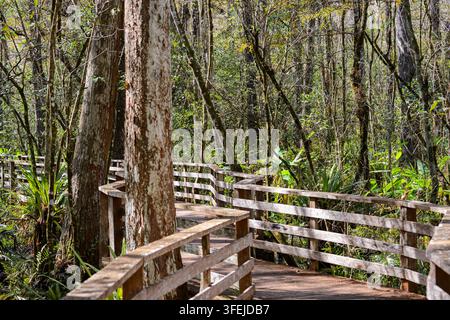 Die berühmte Holzpromenade mit Geländern im Audubon Corkscrew Swamp Sanctuary in Florida, die sich durch diesen Abschnitt des wilden Sumpflandes schlängelt, gepunktet Stockfoto