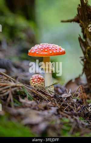 Zwei Fliegenpilze unterschiedlicher Größe mit leuchtend roten Hüten und weißen Flecken darauf, auf herbstlichem Waldboden mit kleinen Zweigen und Fichtennadeln Stockfoto
