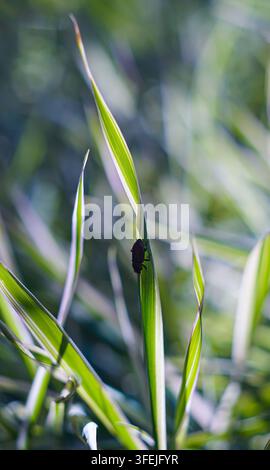 Ein schwarzer Käfer krabbelt auf einem Grashalm Stockfoto