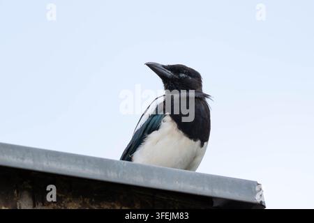 Foto einer eurasischen Elster, die auf einem Dachrand ruht und ihr schillerndes Gefieder sowie städtisches Wildtierverhalten vor hellem Himmel zeigt Stockfoto