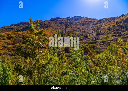 Lebendige grüne Cannabis-Pflanzen gedeihen unter hellem Sonnenlicht an einem Berghang. Der Hintergrund zeigt ein Geflecht aus Herbstfarben und schafft eine atemberaubende natürliche Landschaft. Stockfoto