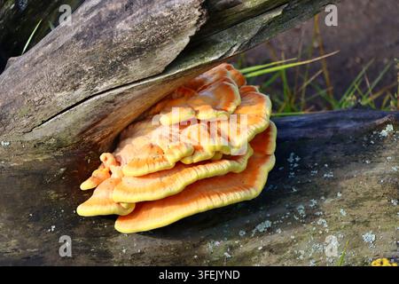 Hühnchen des Waldes (Laetiporus sulphureus), essbarer Scheibenpilz, rikkikääpä Fin, svavelsticka Swe, am Strand von Munkkiniemi, Helsinki Finnland Aug 2026 Stockfoto