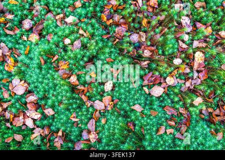 Grünes Haubenmoos mit gefallenen Herbstblättern Stockfoto