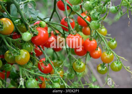 Frische Kirschtomaten, die an der Rebe in einem Garten wachsen, Frontansicht, Bio-Garten-Kirschtomaten Stockfoto