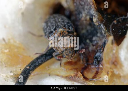 Hautkäfer, Dermestes caled auch Teppichkäfer, Familie Dermestidae auf Hühnerknochen. Stockfoto