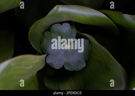 Top-Down-Ansicht einer symmetrischen sternförmigen grünen Blatt, umgeben von gebogenen tropischen Blättern bei schwachem Licht Stockfoto