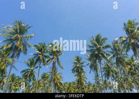 Kokospalmen vor einem klaren blauen Himmel in einer üppigen tropischen Landschaft Stockfoto