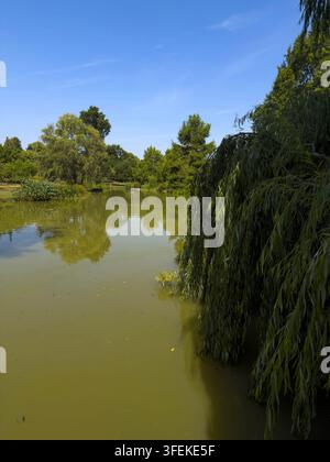 Weidenzweige, die über einen stillen Garten Teich hängen und die Bäume reflektieren, Gers, La Romieu, Frankreich Stockfoto