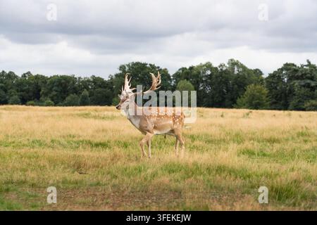 Ein majestätischer Rehbock geht durch die Wiesen von Bushy Park, einem historischen Royal Park in London, um zu fressen. Stockfoto