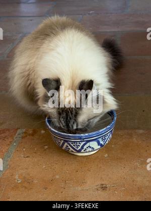 Sibirische Katze trinkt Wasser aus einer blau-weißen Keramikschüssel, Gers, Saint Georges, Frankreich Stockfoto