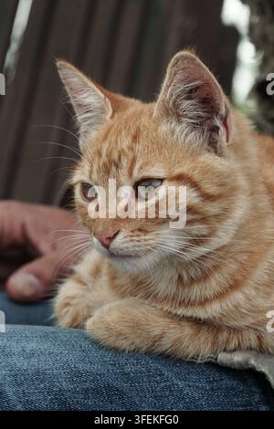 Nahaufnahme von Ingwerkitten, die in Tarnjacke und Jeans auf dem Schoß des Mannes sitzen. Zärtlicher Moment im Freien, sanftes Tageslicht, emotionale Beziehung zwischen Tier und Mensch Stockfoto