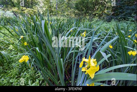 Gelbe Schwertlilie, die auf Marschland wächst Stockfoto
