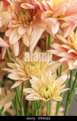 Nahaufnahme von zarten Pfirsich-Chrysanthemenblüten mit weichen Blütenblättern und grünen Stielen. Warme natürliche Töne und sanftes Licht schaffen einen ruhigen floralen Hintergrund Stockfoto