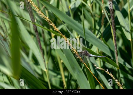 Männlicher Schwarzschwanz-Libelle (Orthetrum cancellatum) sitzt horizontal auf einem Stängel in einem Schilfland Stockfoto
