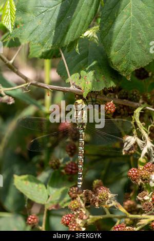 Weibliche Wanderlibelle (Aeshna mixta) ruht auf einem Brombeerzweig zwischen Brombeeren Stockfoto