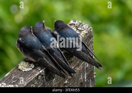 Drei junge Rauchschwalben (Hirundo rustica) sitzen aufmerksam und warten geduldig darauf, dass die Elterntiere zurückkehren Stockfoto