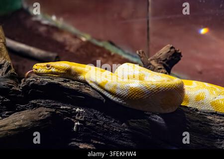Albino-Birmanische Python (Python bivittatus) ruht auf einem verwitterten Baumstamm und zeigt ihre charakteristische gelbe und weiße Färbung. Stockfoto